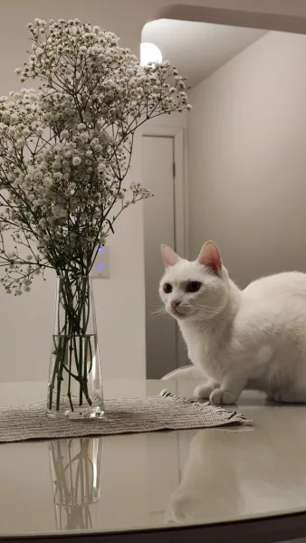 Primeiro gato dos noivos