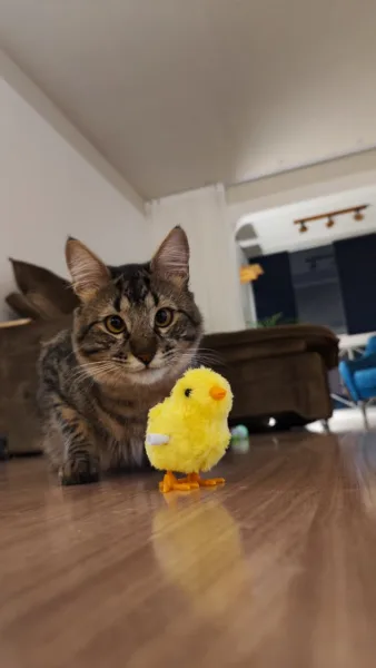 Terceiro gato dos noivos